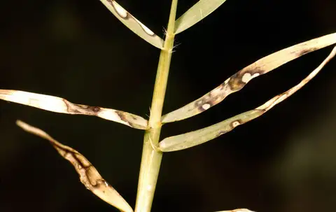 Helminthosporium Leaf Spot / Melting Out