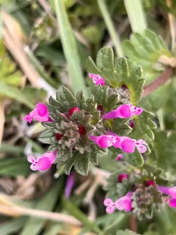 Henbit