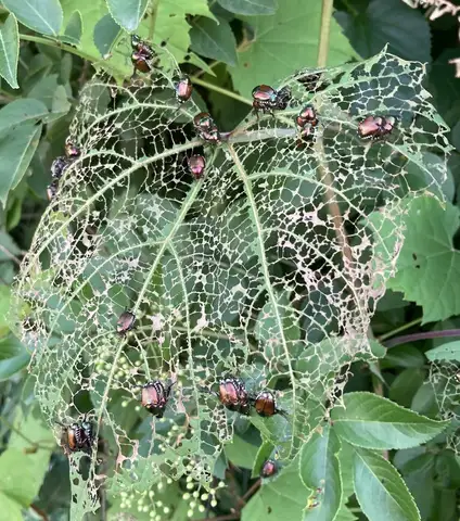 Japanese Beetle