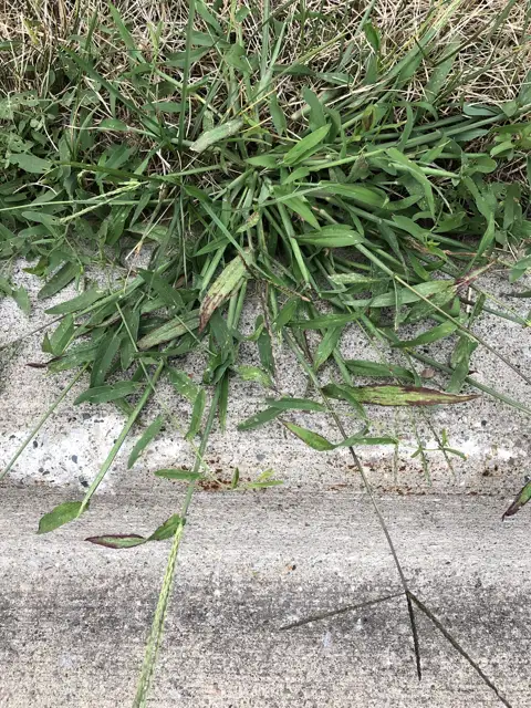 Large Crabgrass