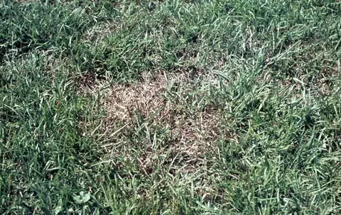 Large Patch