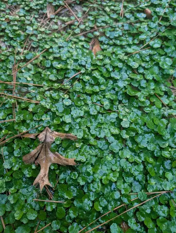 Lawn Pennywort