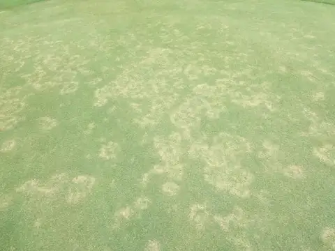 Leaf and Sheath Spot