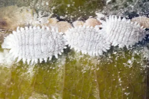 Mealybugs
