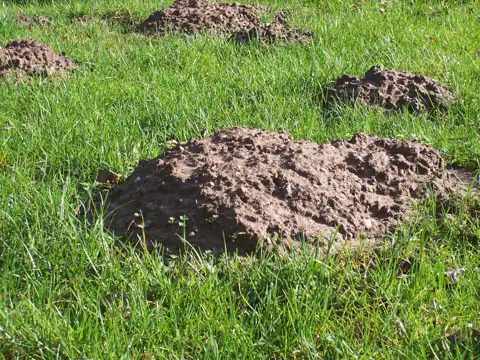 Moles