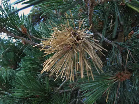 Needle Blight / Needle Cast