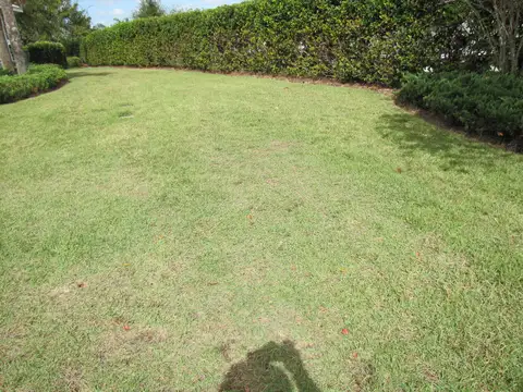 Nematodes (turf-parasitic)