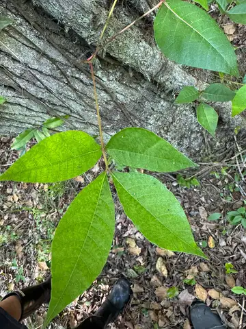 Poison Ivy