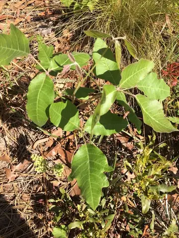 Poison Oak