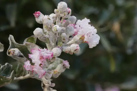 Powdery Mildew
