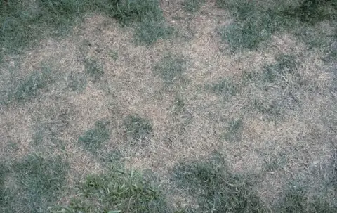 Pythium Blight