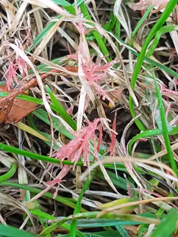 Red Thread