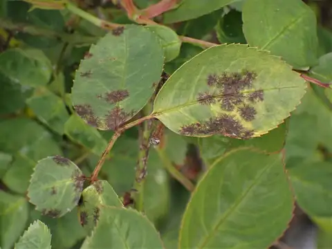 Rose Black Spot