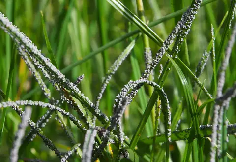 Slime Mold
