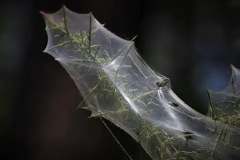Spider Mites