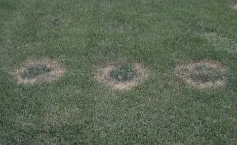 Summer Patch