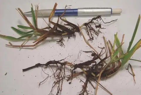 Take-All Root Rot