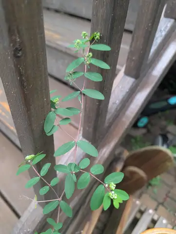 Upright Spurge (Nodding & Hyssop Spurge)
