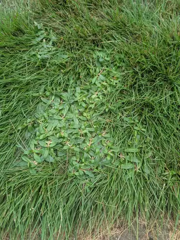 Virginia Buttonweed
