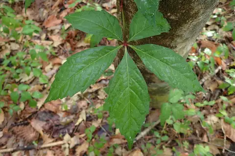 Virginia Creeper
