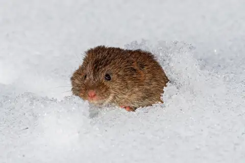 Voles