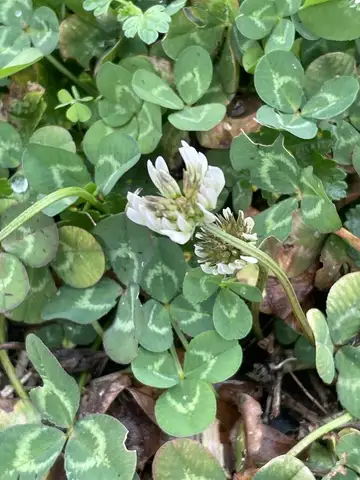 White Clover