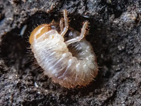 White Grub