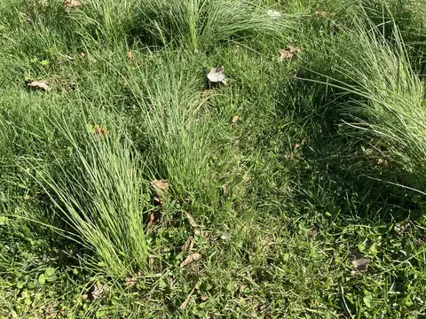 Wild Garlic
