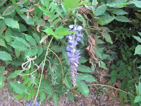 Wisteria