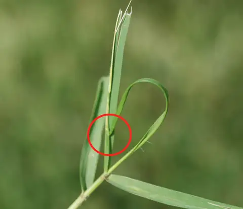 Zoysiagrass Mite