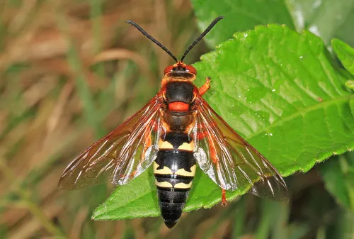 Ground-Nesting Bees & Wasps