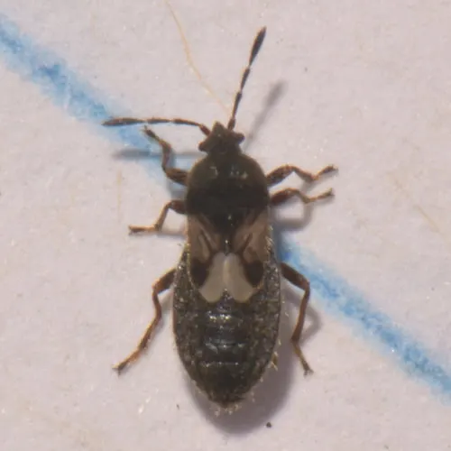 Chinch Bug