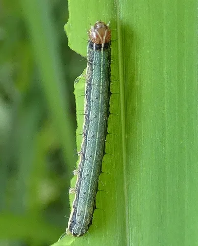 Cutworms / Armyworms / Fall Armyworms