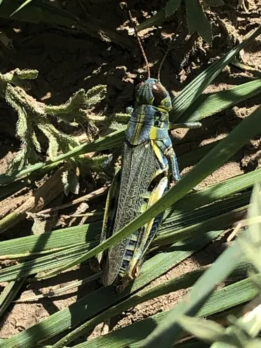 Grasshopper