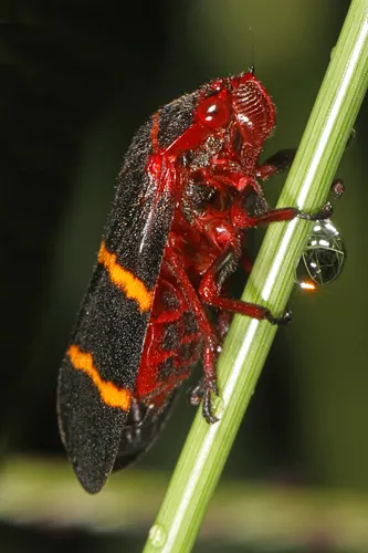 Leafhopper / Spittlebug