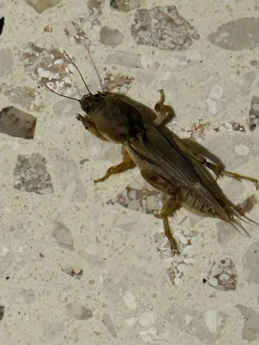 Mole Cricket