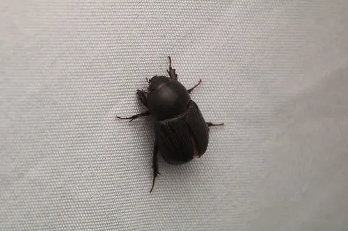 Sugarcane Beetle