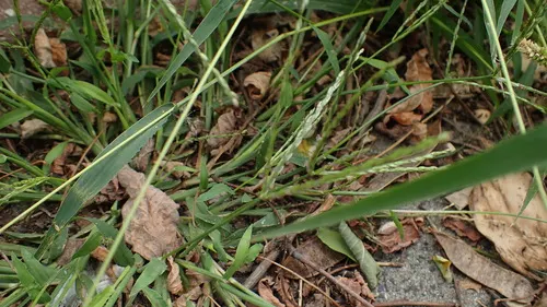 Large Crabgrass