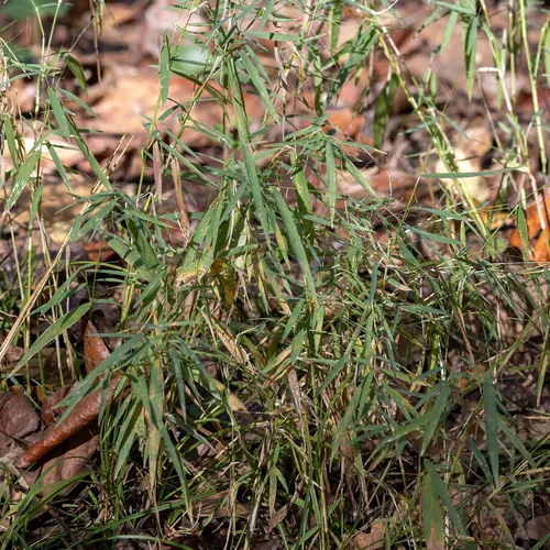 Nimblewill