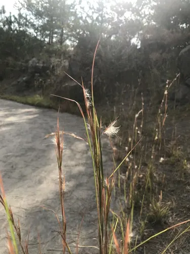 Broomsedge
