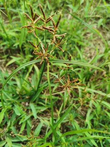 Purple Nutsedge
