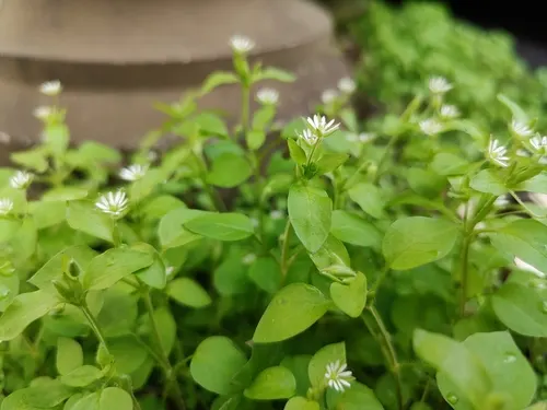 Common Chickweed