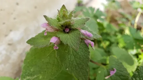 Purple Deadnettle