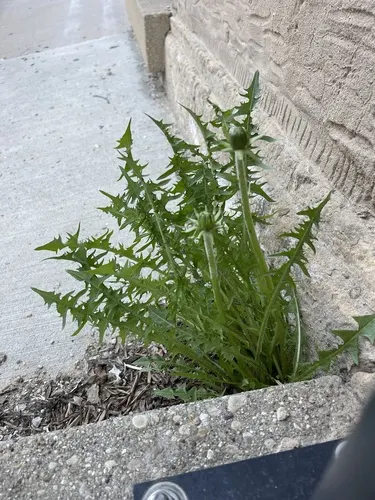 Common Dandelion