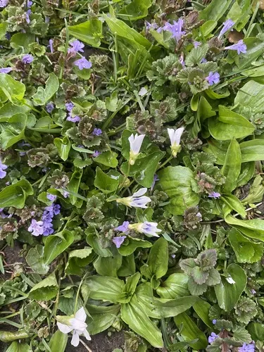 Wild Violet