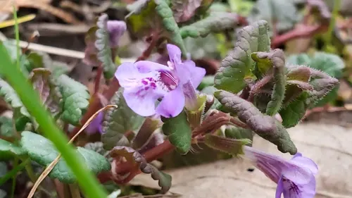 Ground Ivy (Creeping Charlie)