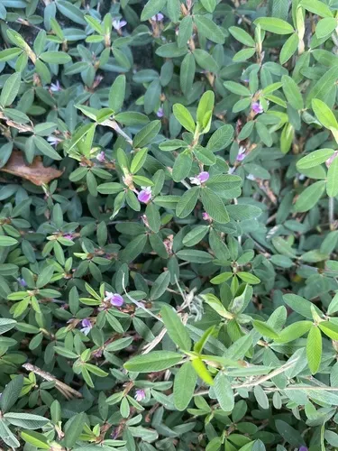 Common Lespedeza (Japanese Clover)