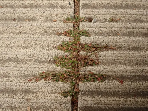 Prostrate Knotweed