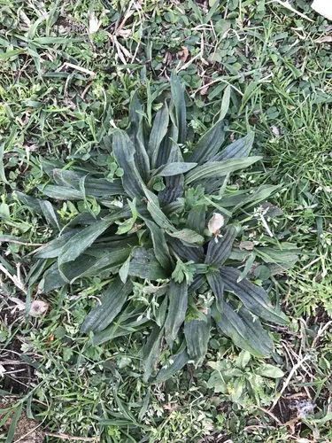 Buckhorn Plantain
