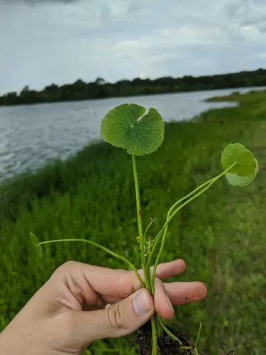 Dollarweed (Pennywort)